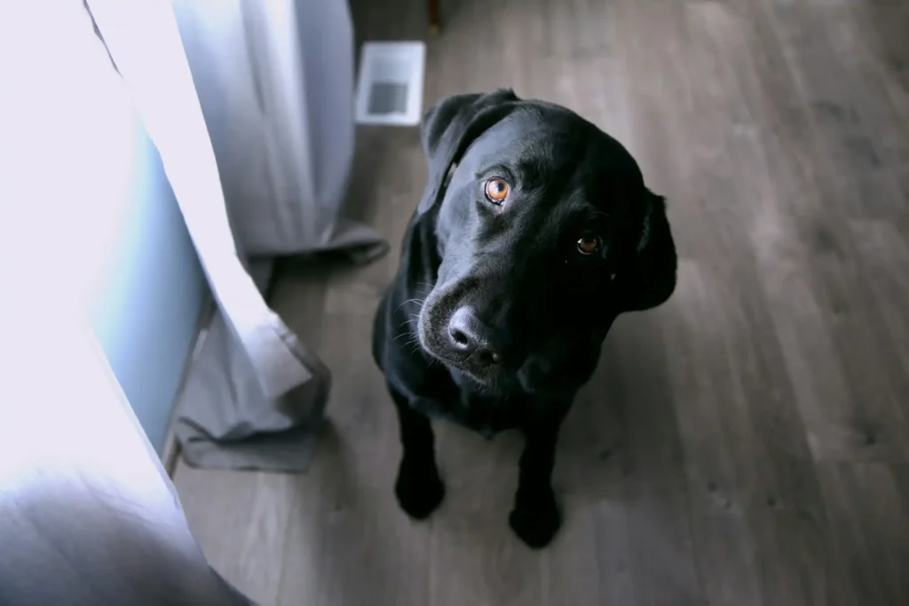 Nell'immagine, il primo piano di un cane nero che guarda verso l'obiettivo della fotocamera con la testa piegata su un lato.