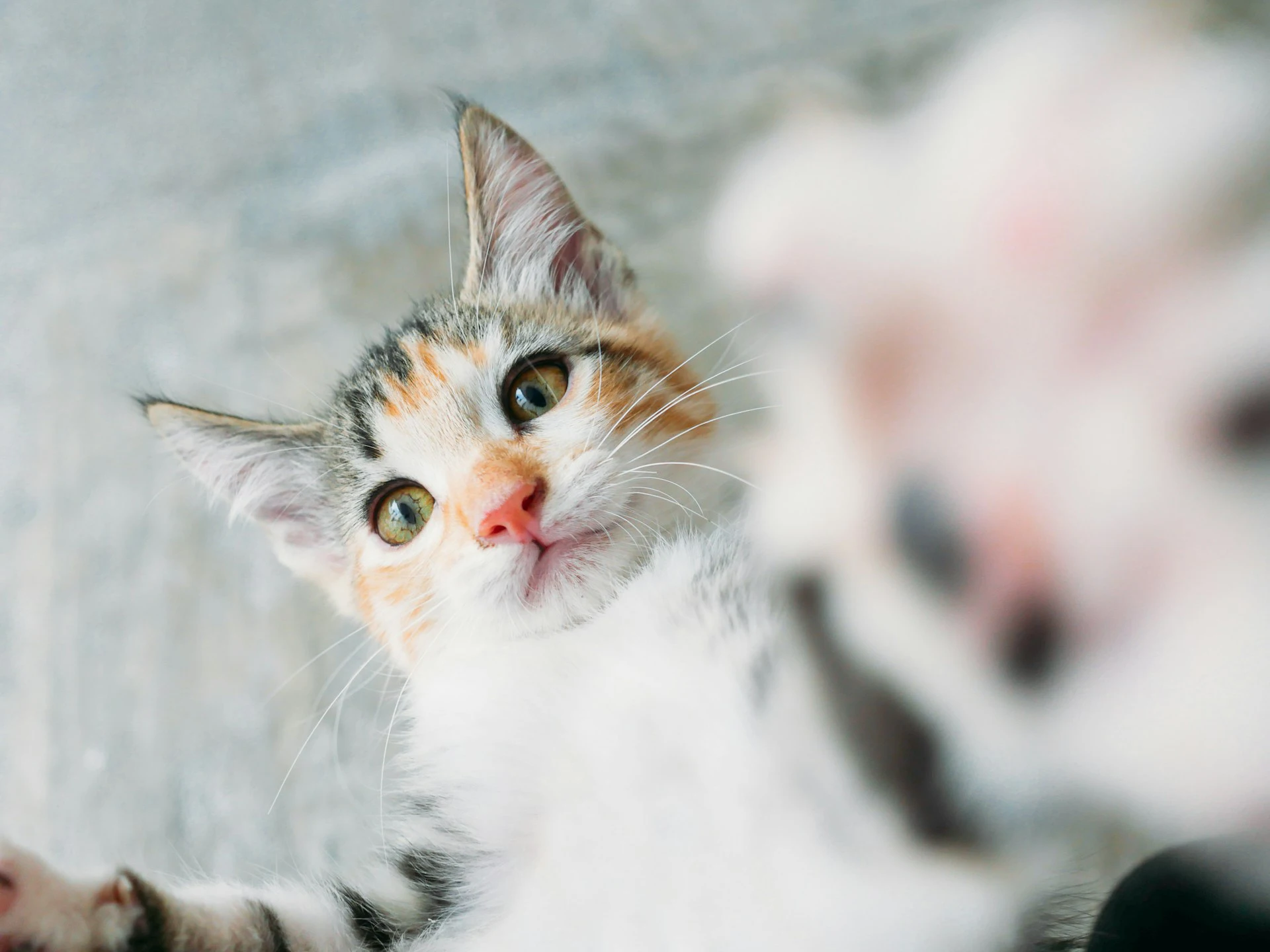 The picture shows a white kitten with grey and orange stripes.