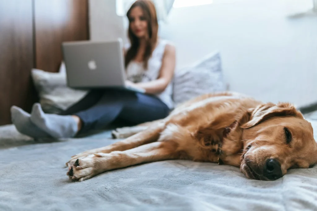 Nell'immagine in primo piano c'è un golden retriever beige che dorme sdraiato su un letto. Sullo sfondo a sinistra si vede una ragazza seduta sul letto accanto al cane con un pc sulle gambe